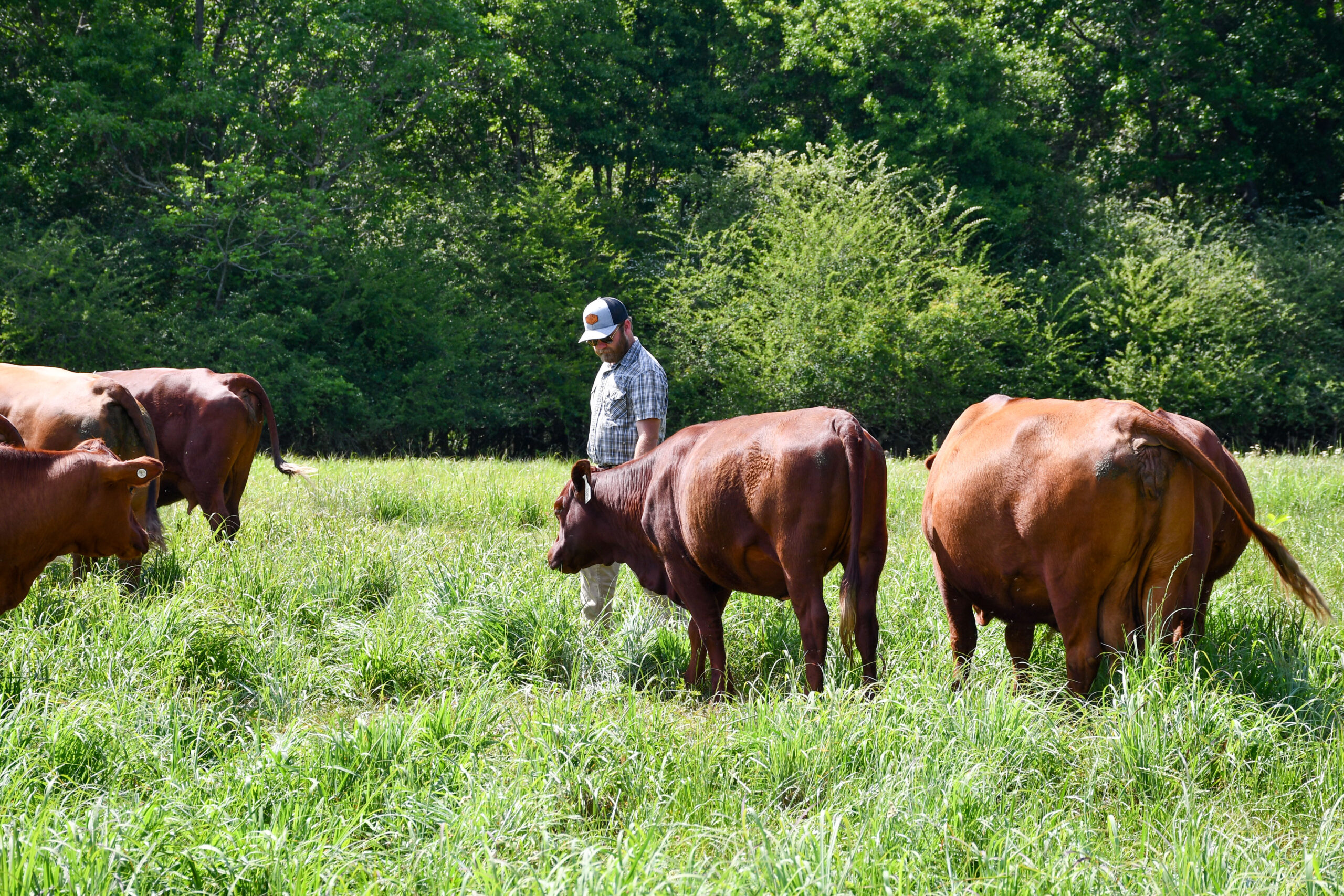 Austin Steen checks on cattle