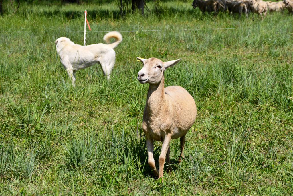 Katahdin sheep