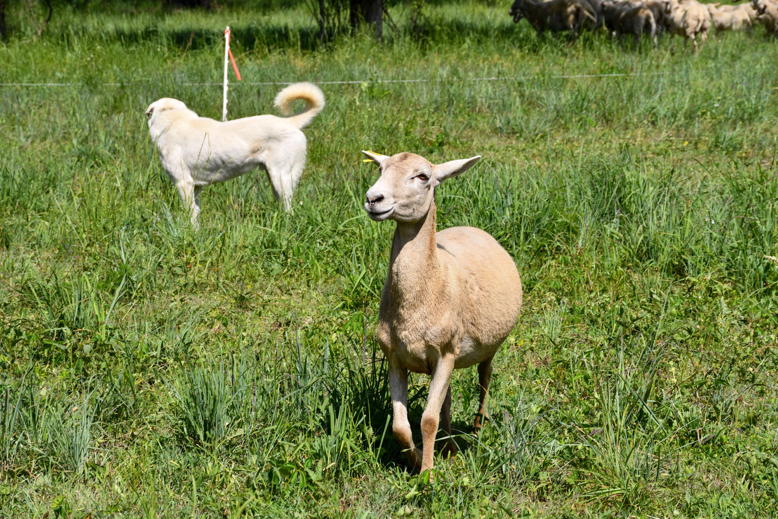 Katahdin sheep