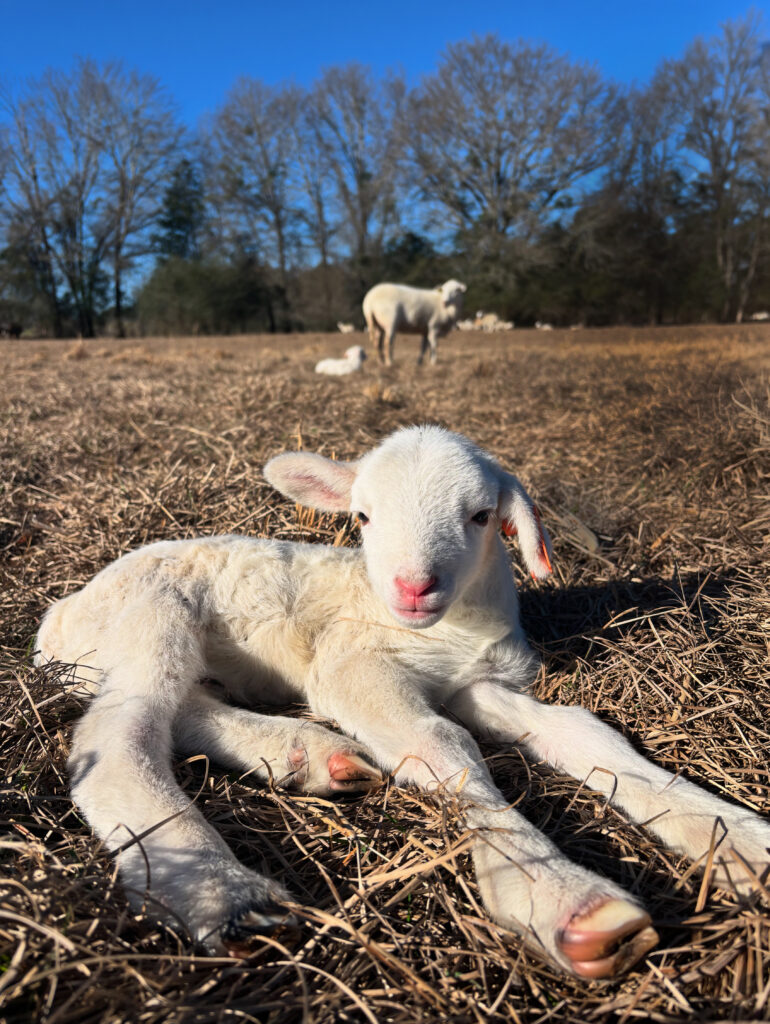 Lamb