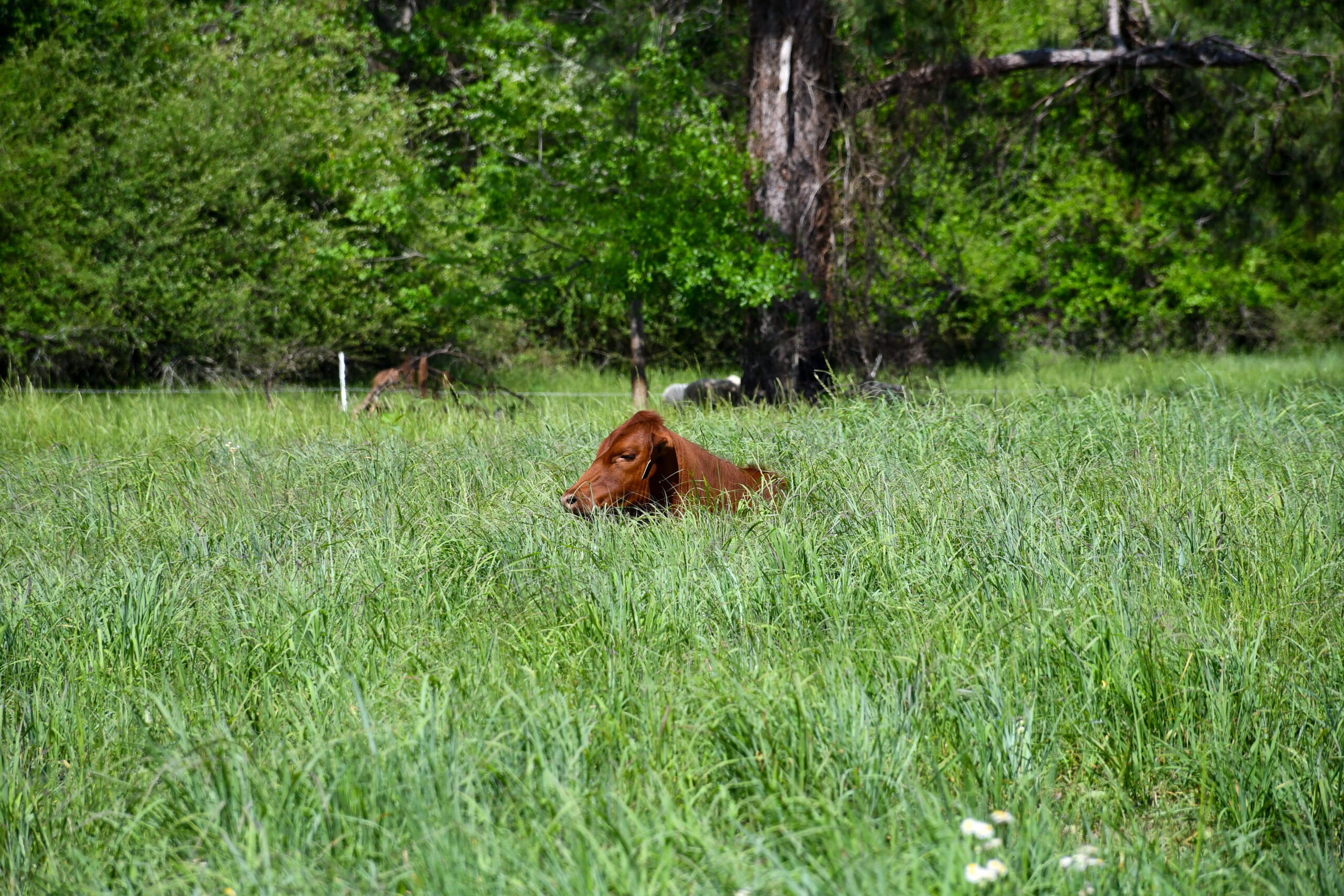 Cow lays in tall pasture grass